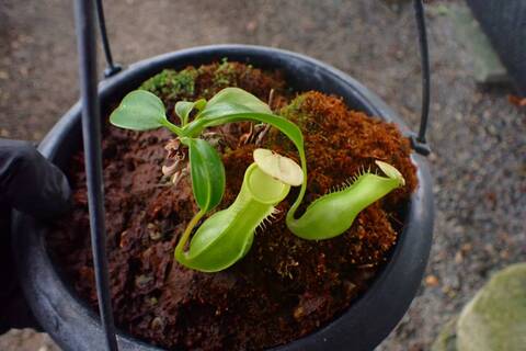 G119 3-1 N. alata (f) var. boschiana EP