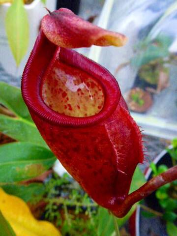 Nepenthes（ネペンテス/ウツボカズラ）の商品一覧 | Y's Exotics （山田食虫植物農園）