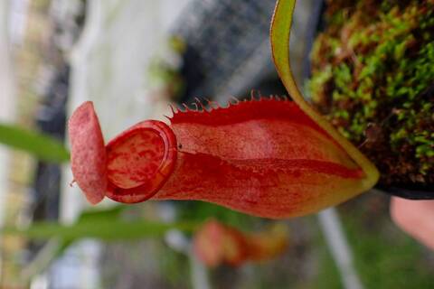 商品一覧 - Y's Exotics （山田食虫植物農園）