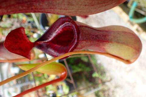ゆうゆうネペンテス・ミランダ Nepenthes（ネペンテス/ウツボカズラ）の商品一覧 | Y's Exotics