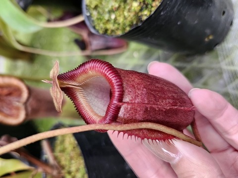 Nepenthes（ネペンテス/ウツボカズラ）の商品一覧 | Y's Exotics