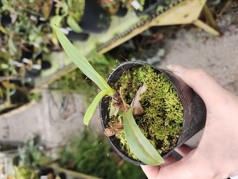 G588 1-2 N. issei (alata x burkei) 一正園