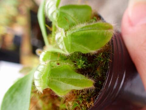 セファロタス　エラー　cephalotus error 子株 3ac34ab2b9a99c9fb00831224fbde3