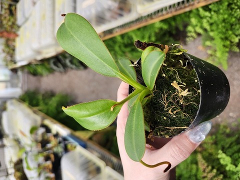 Y395 1-2 N. edwardsiana (Kinabalu) Clone;05 AW