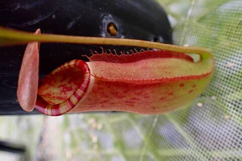 商品一覧 | Y's Exotics （山田食虫植物農園）