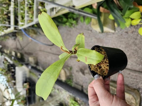 P179 3-2 [YA-137] N. ampullaria green Serian Sarawak Y's Lab 