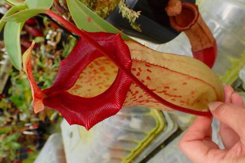 ゆうゆうネペンテス・ミランダ Nepenthes（ネペンテス/ウツボカズラ）の商品一覧 | Y's Exotics