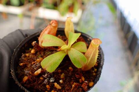 J175 5-1 [YA-10] N. veitchii Bario (very big pitcher) x veitchii Bario (stripe peristome) Y's Lab