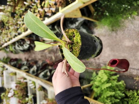 Y136 1-2 N. ventricosa x lowii (red pitcher) CK 