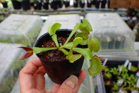 商品一覧 - Y's Exotics （山田食虫植物農園）