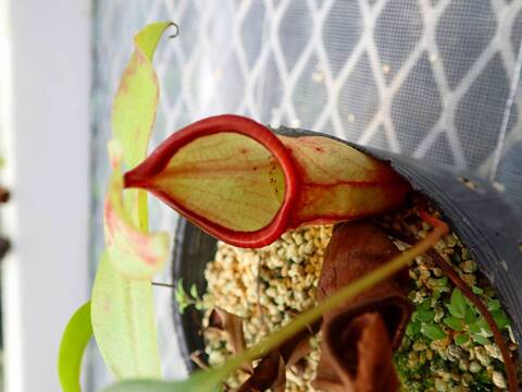 ネペンテス七種セット(宅急便発送) ウツボカズラ ネペンテス ジェントル 2.5~3号(1ポット) | チャーム