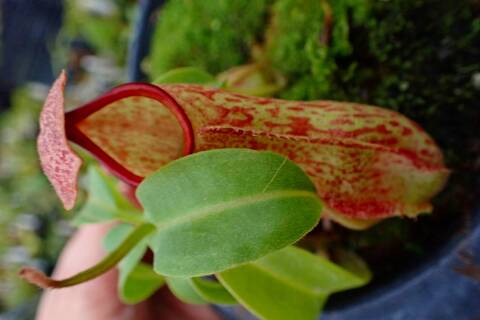 中古良品 ネペンロア ティート 検)ネペン チョップロア チョップマン