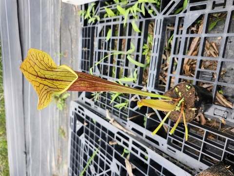 商品一覧 - Y's Exotics （山田食虫植物農園）