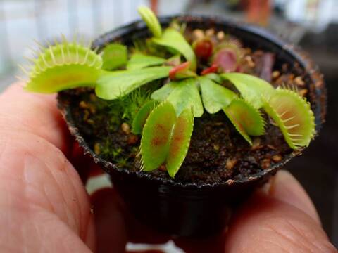 Y296 4-1 Dionaea muscipula 鈴木系 実生
