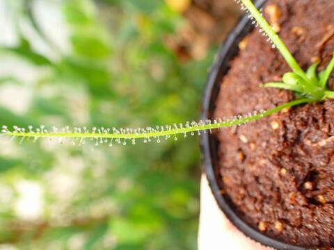 E160 5-2 D. filformis var. filformis