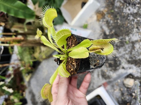 Dionaea muscipula（ディオネア/ハエトリソウ）の商品一覧