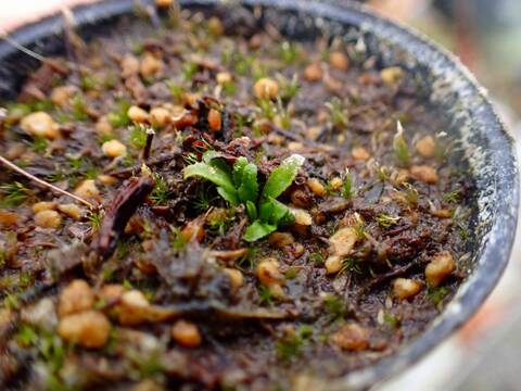 商品一覧 - Y's Exotics （山田食虫植物農園）