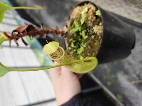 P900 5-3 N. truncata x thorelii (G)