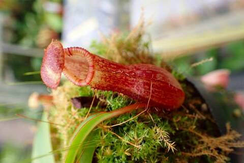 食虫植物N.mollis BE (ネペンテス　モーリス) Yahoo!オークション - Nepenthes mollis ネペンテス モリス 食虫植物