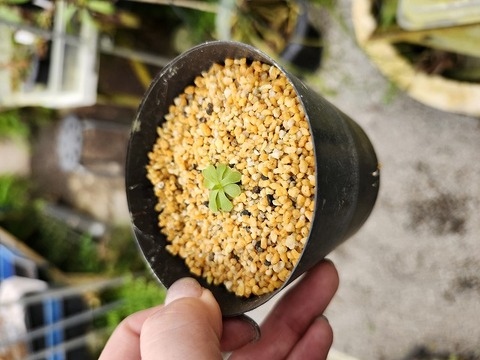エリキュラミス　速達付き　美苗　1 商品一覧 - Y's Exotics （山田食虫植物農園）