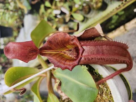 Nepenthes（ネペンテス/ウツボカズラ）の商品一覧 | Y's Exotics （山田食虫植物農園）