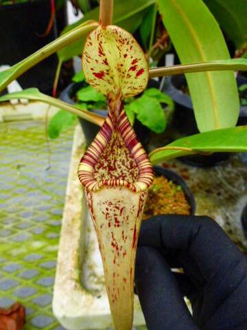 Nepenthes（ネペンテス/ウツボカズラ）の商品一覧 | Y's Exotics （山田食虫植物農園）