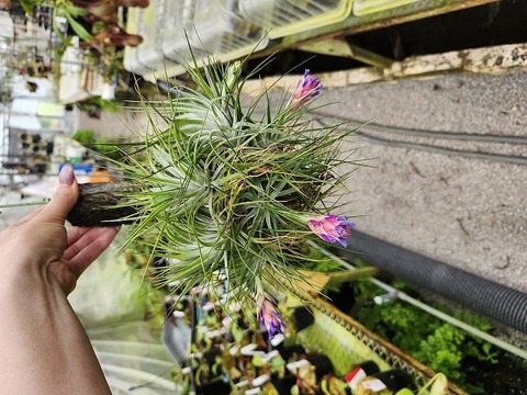 Tillandsia ヒルタ x+y)! (@tillandsia125) / X