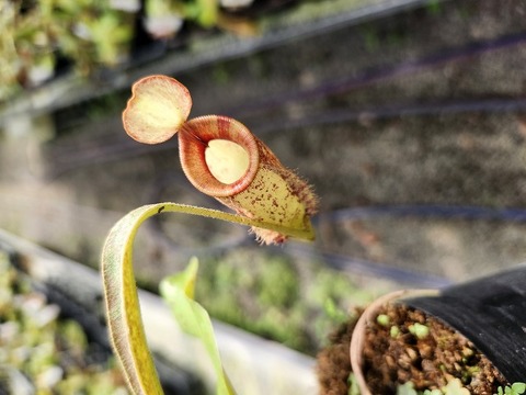 Nepenthes（ネペンテス/ウツボカズラ）の商品一覧 | Y's Exotics