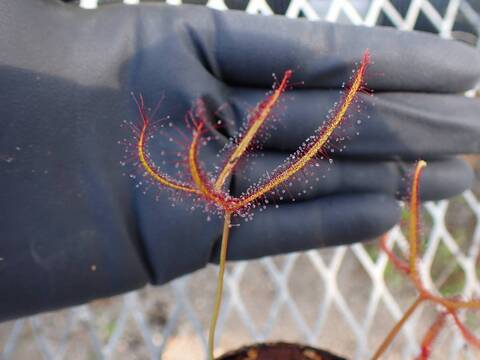 G619 4-1  D. binata f. multifida CK