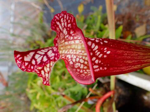 商品一覧 - Y's Exotics （山田食虫植物農園）