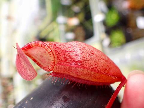 Y's Exotics （山田食虫植物農園）