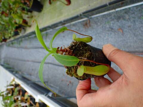 P664 5-3 N. ventricosa-red seedling Y's