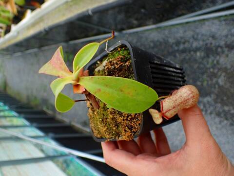 Y's Exotics （山田食虫植物農園）