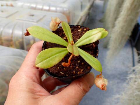 J197 5-1 [YA-29] N. vieillardii Mt. Kagnis Giant Y's Lab