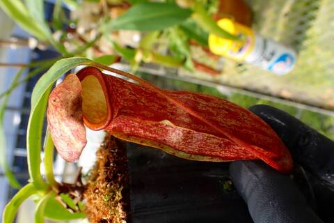 Y's Exotics （山田食虫植物農園）