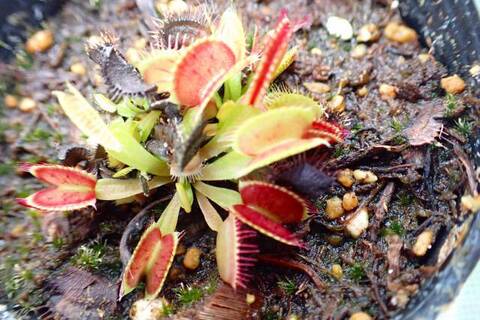 Dionaea muscipula（ディオネア/ハエトリソウ）の商品一覧