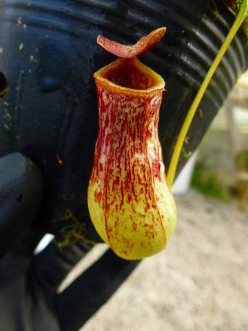 Nepenthes（ネペンテス/ウツボカズラ）の商品一覧 | Y's Exotics （山田食虫植物農園）