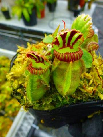 サ*ム様 チランジア・フンキアナXXL チランジア・フンキアナ XL - 植物と暮らす m-plant