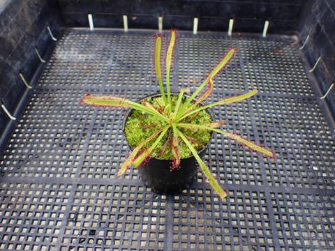 J196 4-1 D. capensis narrow leaf