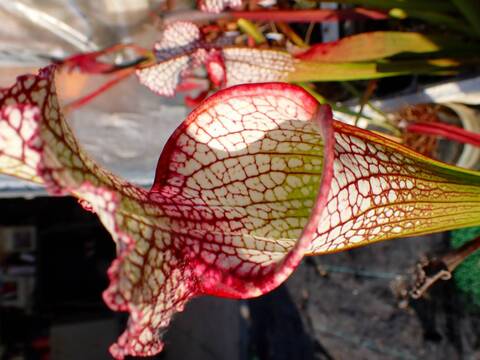 商品一覧 - Y's Exotics （山田食虫植物農園）