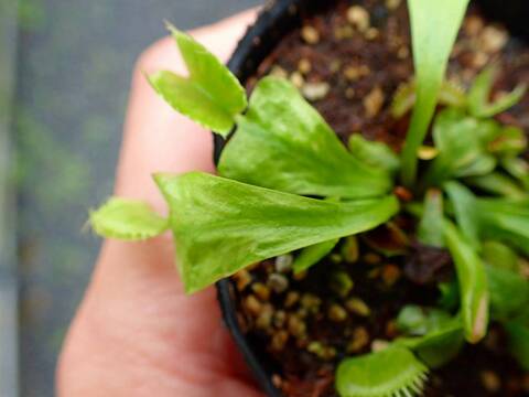 E137 5-1 Dionaea muscipula 鈴木系 original