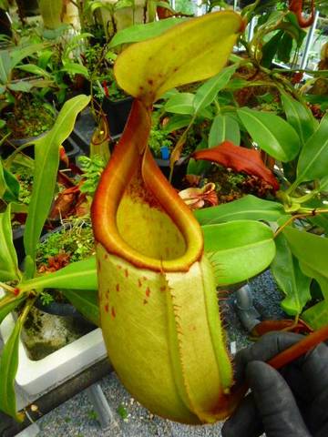 Nepenthes（ネペンテス/ウツボカズラ）の商品一覧 | Y's Exotics （山田食虫植物農園）