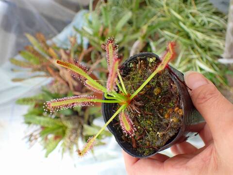 R439 4-1 D. capensis