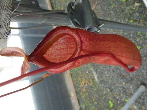 Nepenthes（ネペンテス/ウツボカズラ）の商品一覧 | Y's Exotics （山田食虫植物農園）