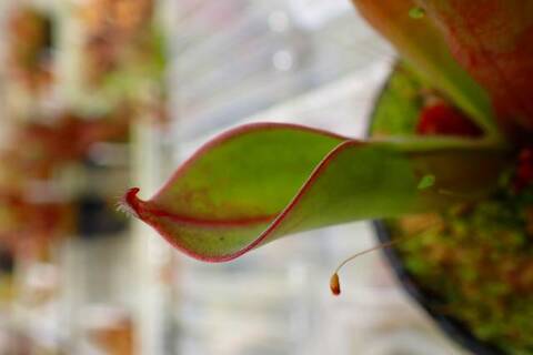 へりあん堂　H.uncinata x parva Heliamphora（ヘリアンフォラ）の商品一覧 | Y's Exotics （山田