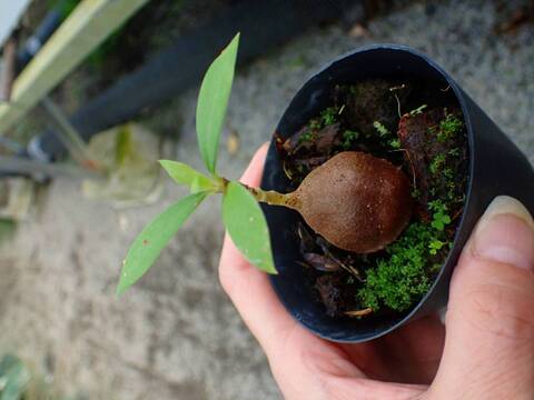 E559 3-1 Mymephytum spec. Irian jaya AW