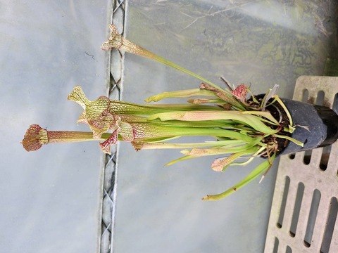 P090 2ura S. Hybrid Y's 