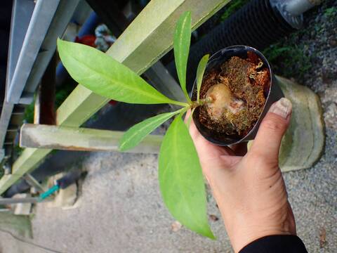 P752 3-1 Myrmecodia Tuberosa `Armata' AW