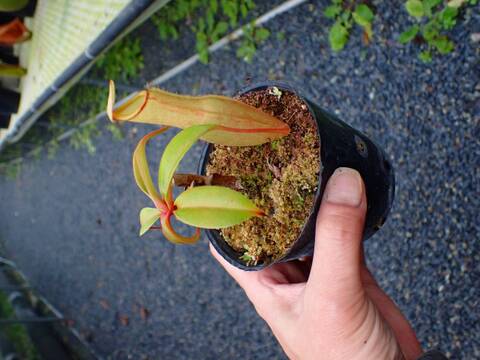 商品一覧 - Y's Exotics （山田食虫植物農園）