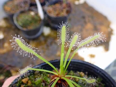 商品一覧 - Y's Exotics （山田食虫植物農園）